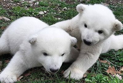 Белым медвежатам из сафари-парка дали имена