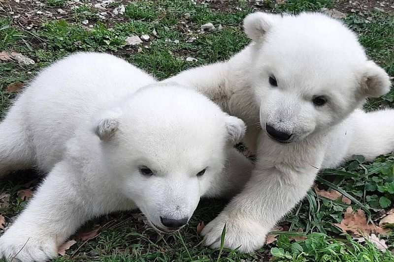 Белым медвежатам из сафари-парка дали имена