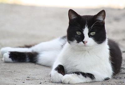Милые дворянки: почему беспородные кошки – идеальный выбор