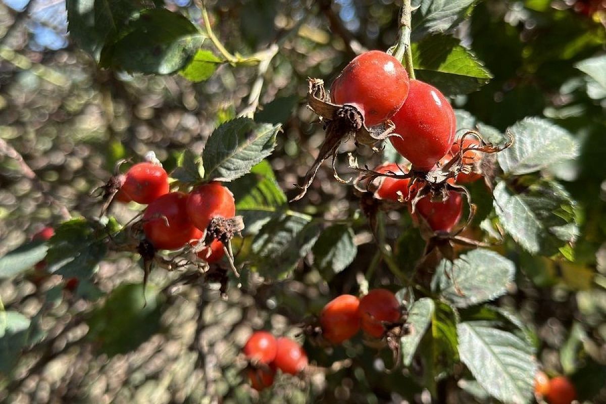 Джем из роз: оригинальное, вкусное и полезное блюдо из шиповника