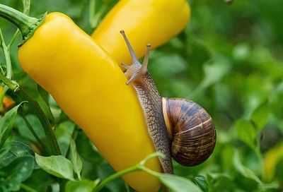Дачники в панике: почему химические средства не справляются с испанскими слизнями