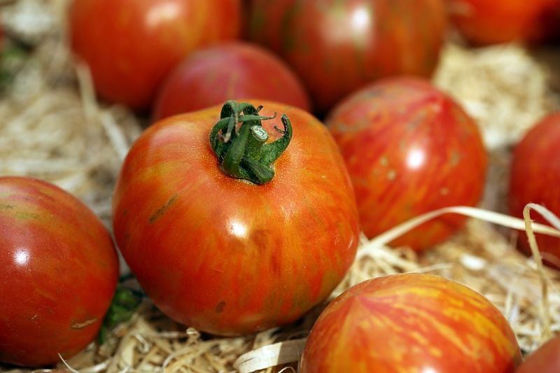 В России ученые вывели новый сорт антихолестериновых томатов