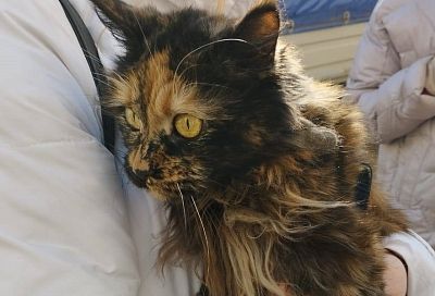 Живую кошку нашли в одной из пострадавших при ЧП с самолетом квартир девятиэтажки в Ейске