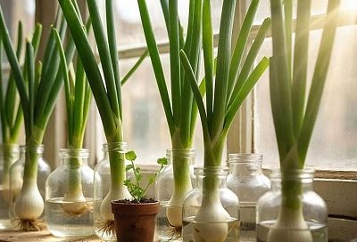 Выращиваем лук на подоконнике за неделю без земли и грязи — ваш гид по выращиванию лука дома