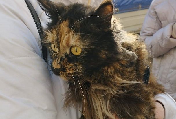Живую кошку нашли в одной из пострадавших при ЧП с самолетом квартир девятиэтажки в Ейске