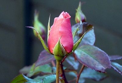 Оторви ей голову: правда ли, что первым бутонам розы нельзя давать раскрыться? 