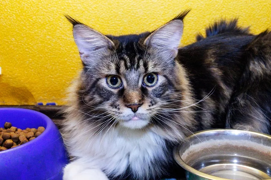 Выбираем между специальным кормом и натуральными продуктами для ...