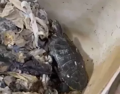 Выжила в канализации: в Сочи сотрудники водоканала нашли среди мусора домашнюю черепаху