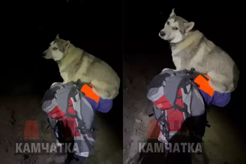Туристы на руках вынесли с вершины вулкана собаку с больными лапами