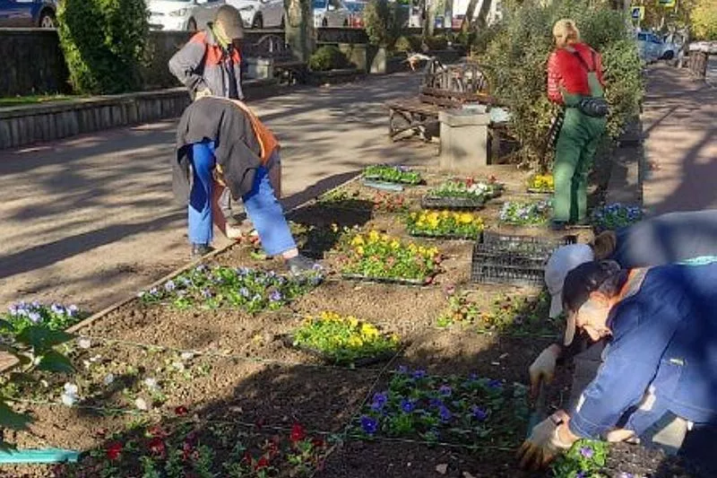 В Туапсе началась высадка зимних цветов. 24 октября 2023 г. Кубанские ...