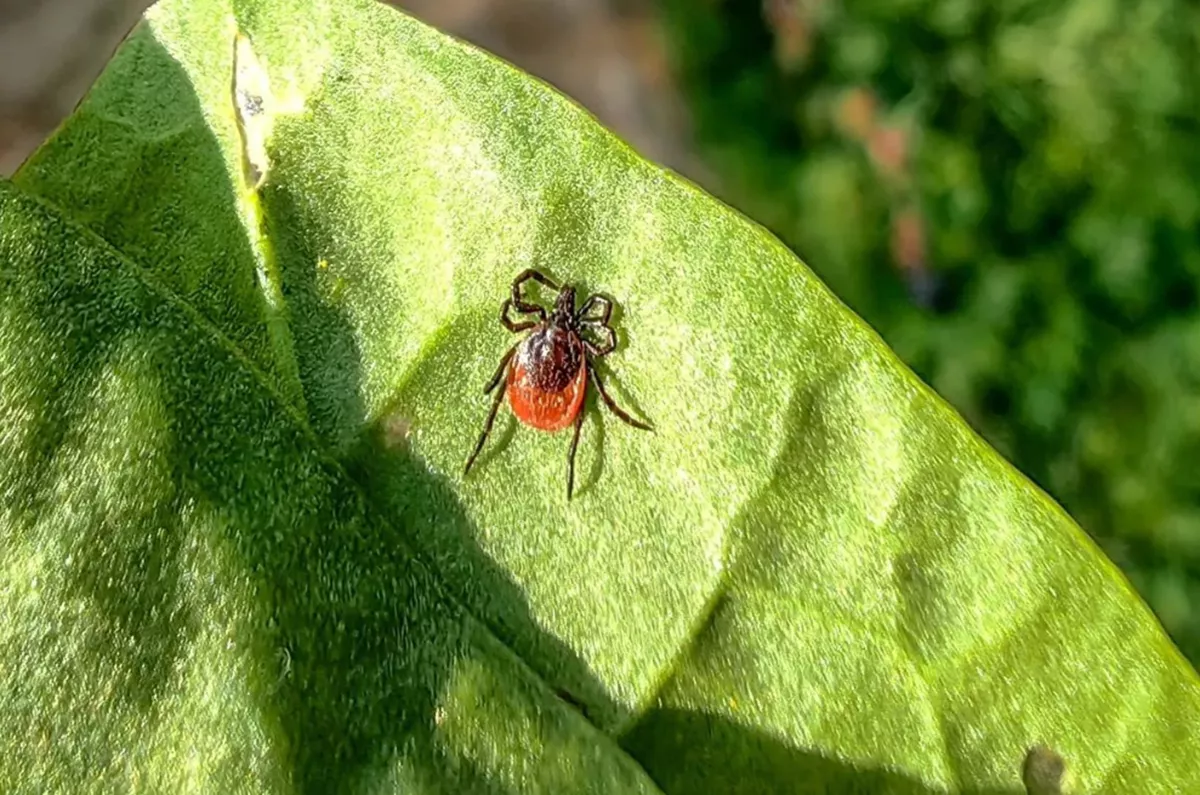 Европу захватывают опасные клещи. 31 мая 2024 г. Кубанские новости