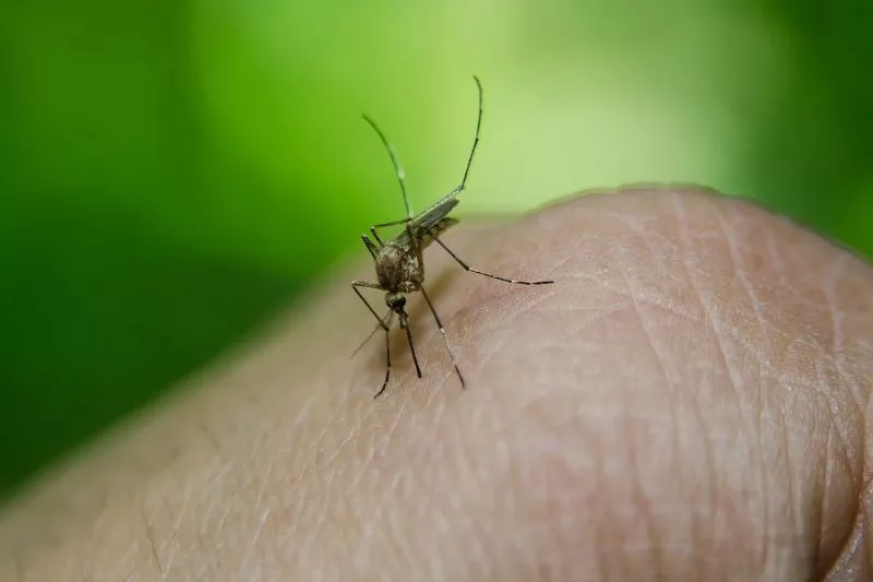 Кого выбирают комары: биолог рассказал, каких людей предпочитают кусать кровососы 