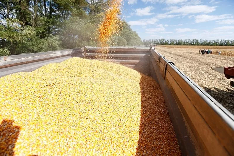 Свыше 2,1 млн тонн кукурузы на зерно планируют собрать в Краснодарском крае