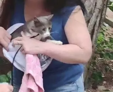 В Геленджике спасатели спустили в рюкзаке кошку с высокой сосны