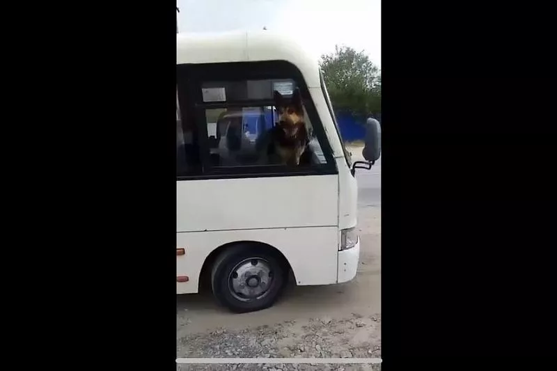 В Ростовской области пес захватил целый автобус