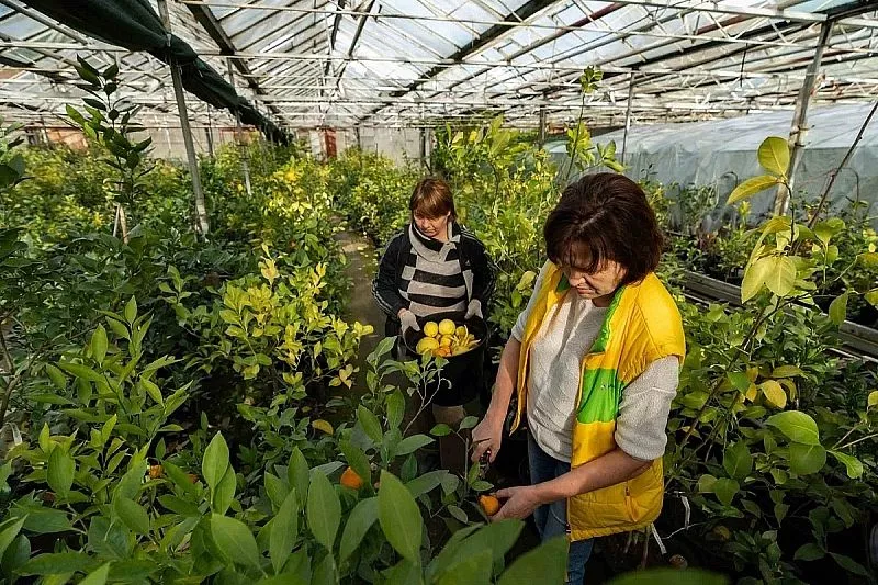 Мандарины, апельсины, лимоны: ученые в Сочи собрали урожай с опытных ...
