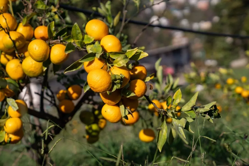 Мандарины, апельсины, лимоны: ученые в Сочи собрали рекордный урожай ...