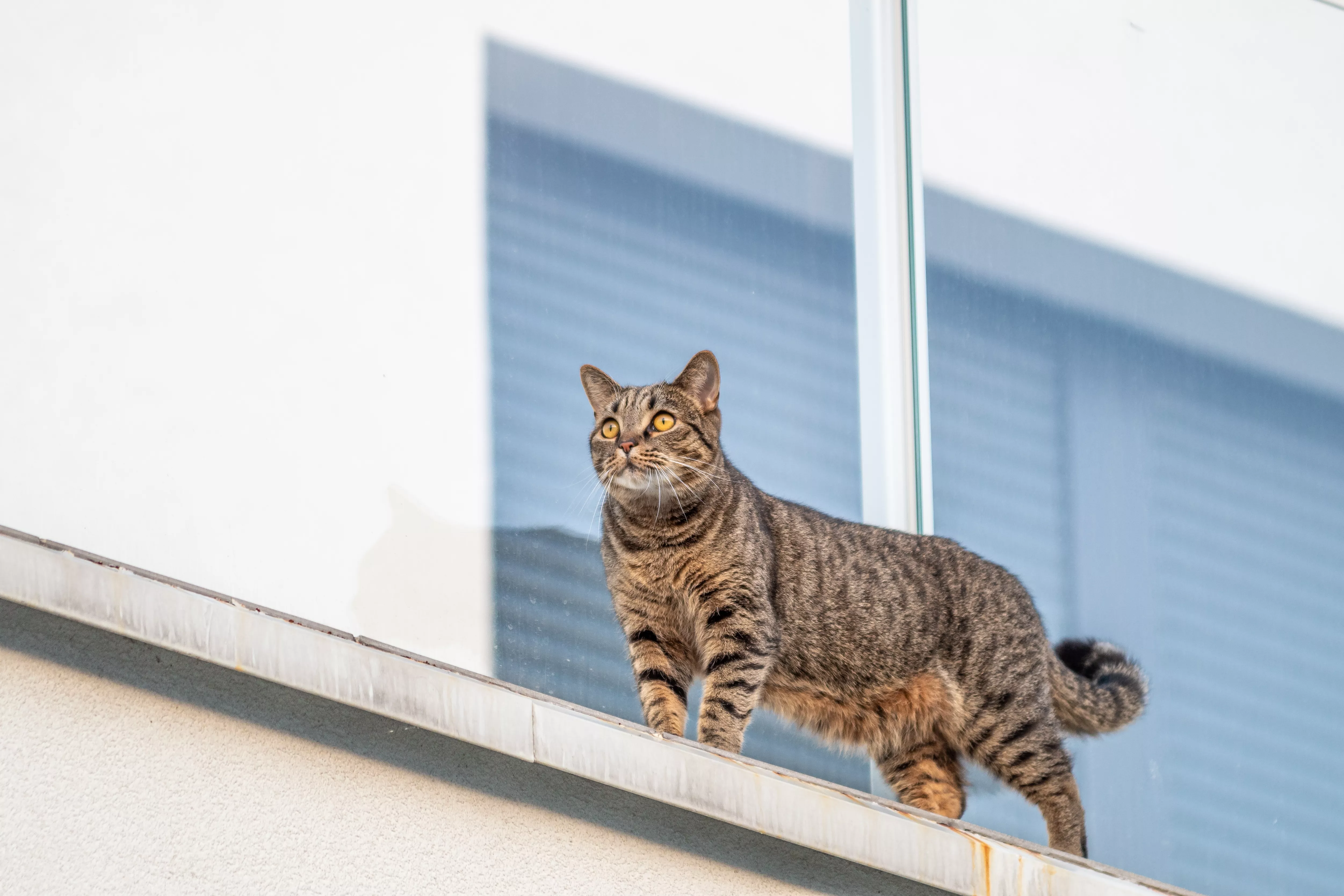 Кошка смотрит в окно нейросеть