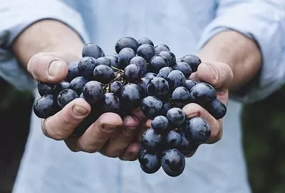 Ученые обнаружили уникальную пользу винограда и красного вина