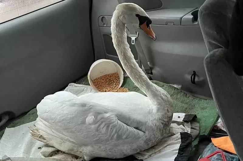 Бизнесмен из Китая помог спасти раненого лебедя в Краснодарском крае