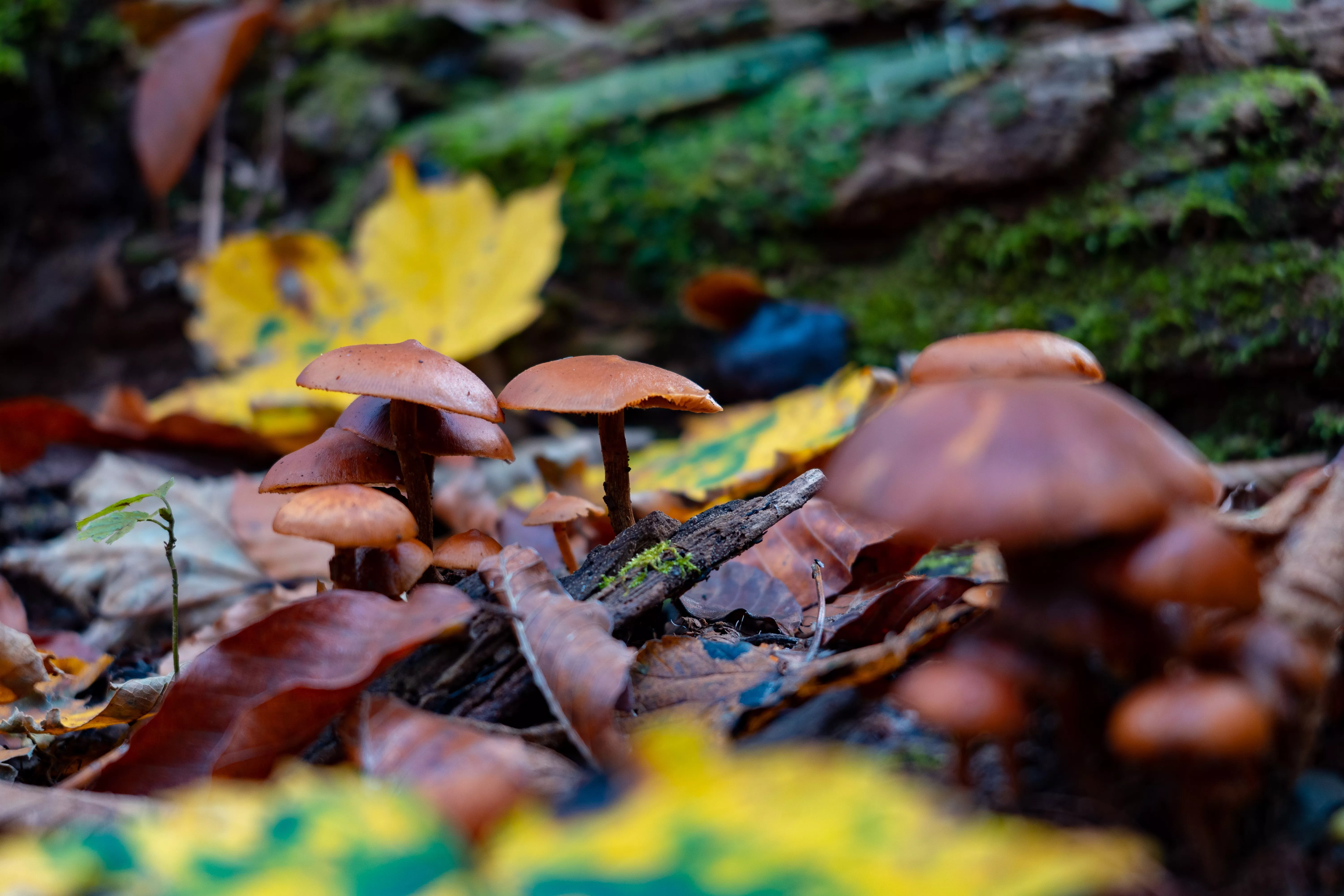 Под каждым листком: где в Краснодарском крае лучше всего собирать грибы