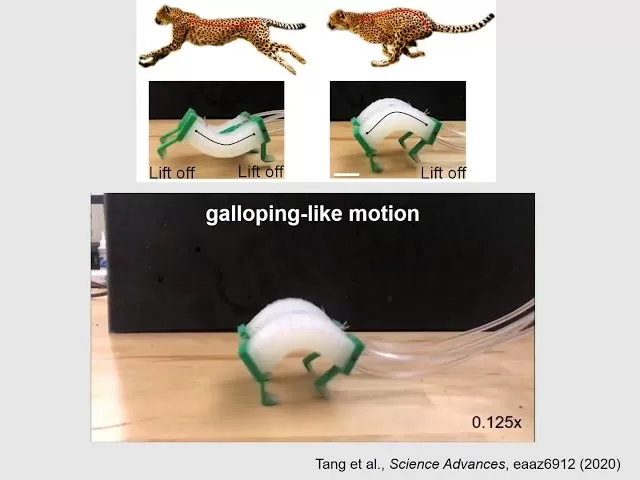 Inspired By Cheetahs, Researchers Build Fastest Soft Robots Yet