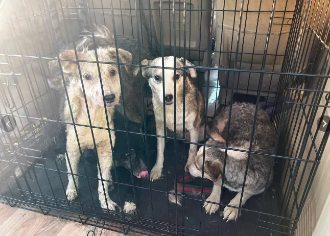 В Краснодаре спасли собак, которые почти год провели в подвале гаража ...