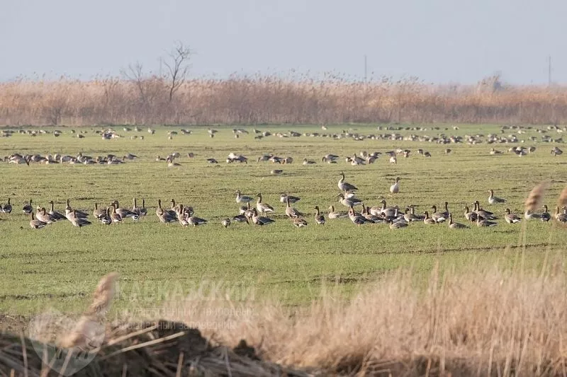 Рекордное число диких гусей прилетело на зимовку в заказник «Приазовский» в Краснодарском крае