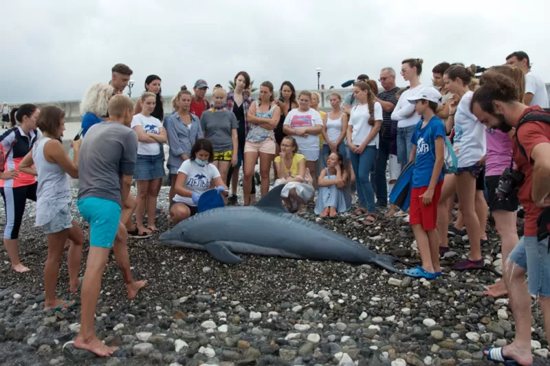 «Дельфа» базируется в небольшом офисе в Имеретинском порту, где проводятся тренинги для волонтеров, хранятся оборудование и медикаменты для оказания помощи китообразным в полевых условиях.