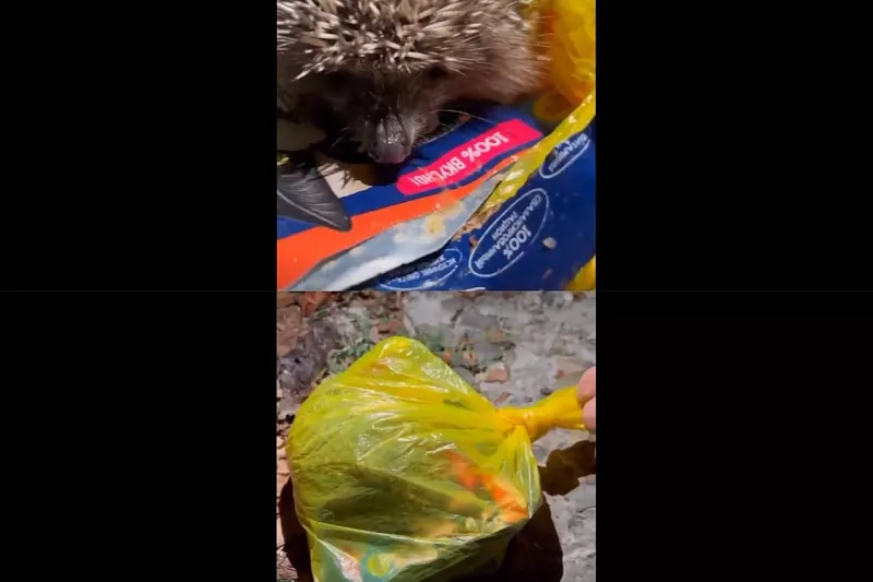 Еж в мешке: Жители Сочи обнаружили в завязанном пакете живого ежа