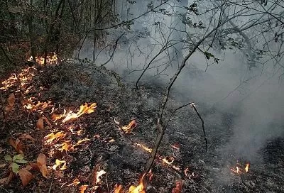 Площадь лесного пожара под Геленджиком увеличилась до 4,5 га