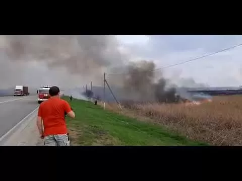 Пожар на озере лотосов в Краснодаре.