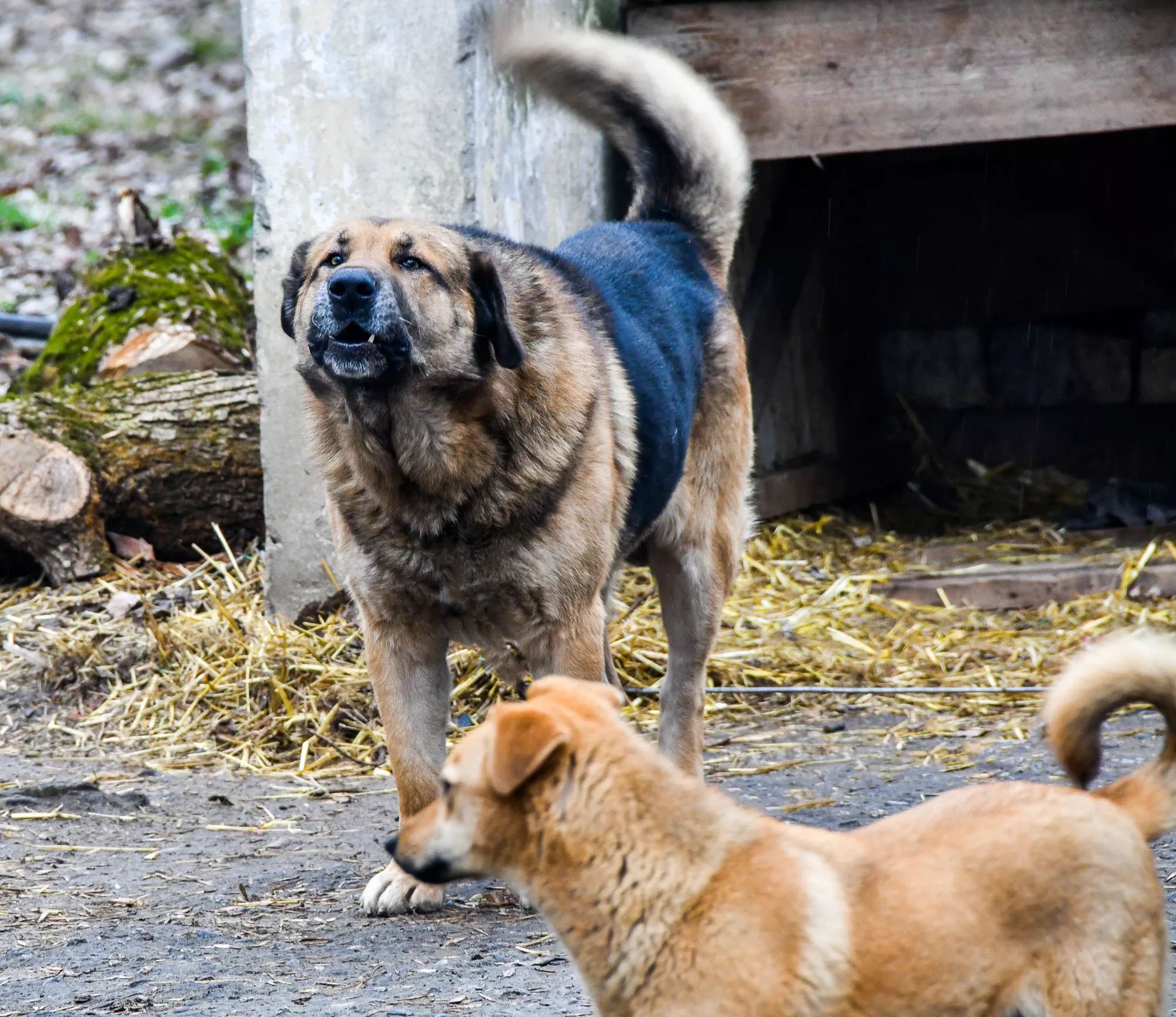 Собаки сыты – и люди целы: как в Краснодаре собираются решать проблему бродячих животных