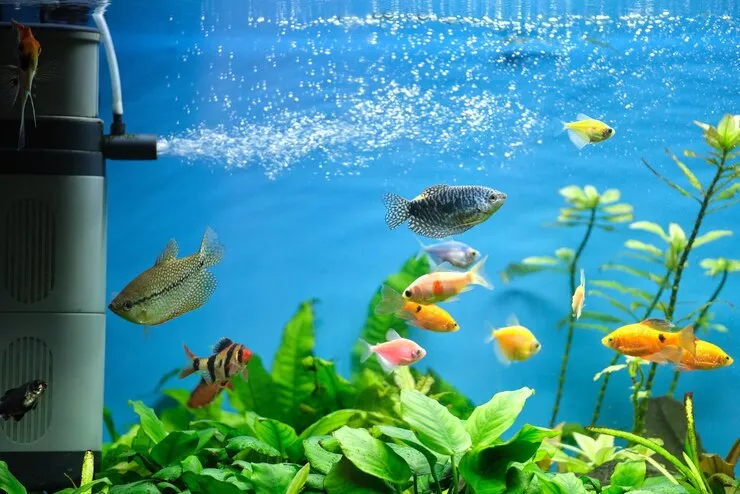 Как получить мелкие-мелкие воздушные пузыри в аквариуме (ответ) | АквариумОК