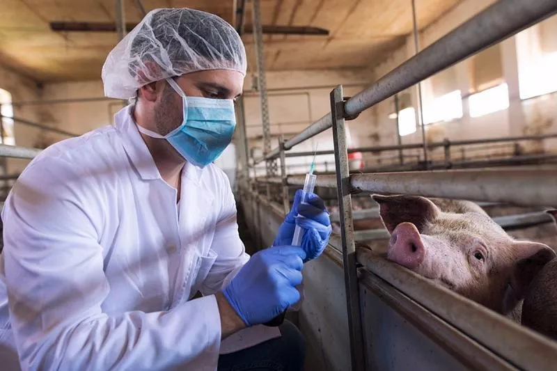 В этом случае можно легко заразиться и умереть: доктор Мясников раскрыл правду о свином гриппе