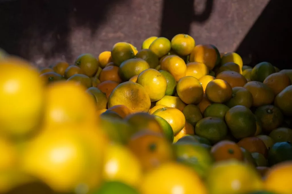 Мандарины, апельсины, лимоны: ученые в Сочи собрали рекордный урожай ...