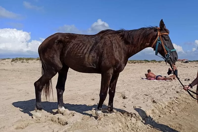 «Лошади хрустят суставами»: полиция проверит конный прокат в Анапе ...