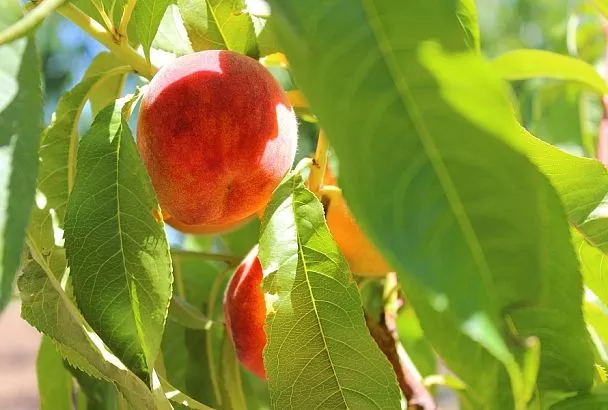Омоложение с помощью персиков: назван самый вкусный секрет красоты 