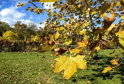 Потепление до +18 ожидается в Краснодарском крае, но возможны дожди