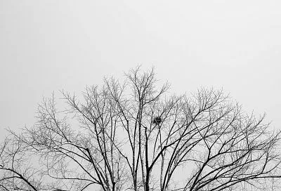 Сильный ветер прогнозируют синоптики в Краснодарском крае 25 декабря 