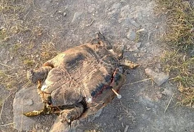 Под Новороссийском живодер забил гвоздь в панцирь черепахи
