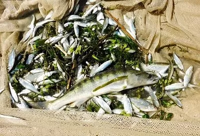 Ученые заявили о сокращении популяции судака из-за роста солености Азовского моря