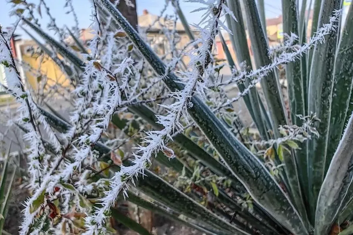 Ночные заморозки до -3 градусов вновь угрожают Краснодарскому краю