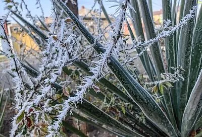 Ночные заморозки до -4 градусов ожидаются местами почти по всей территории Кубани