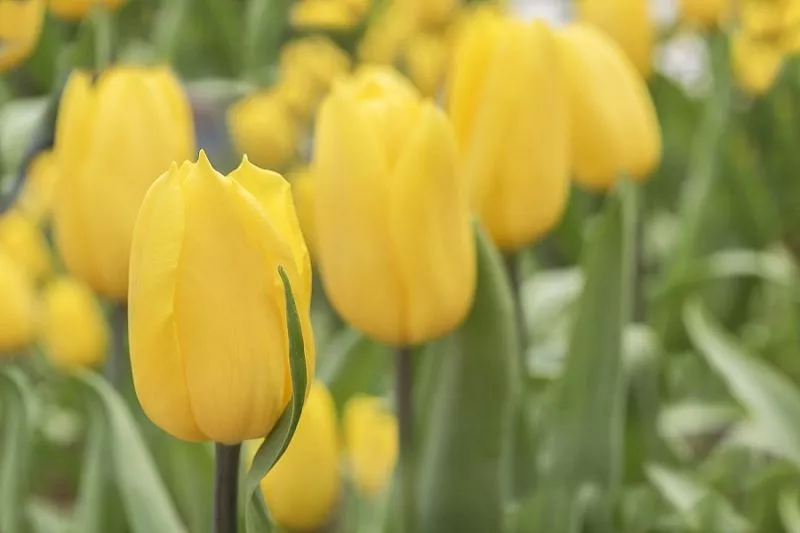 Можно ли сажать тюльпаны весной: цветовод со стажем дала ответ на этот вечный вопрос