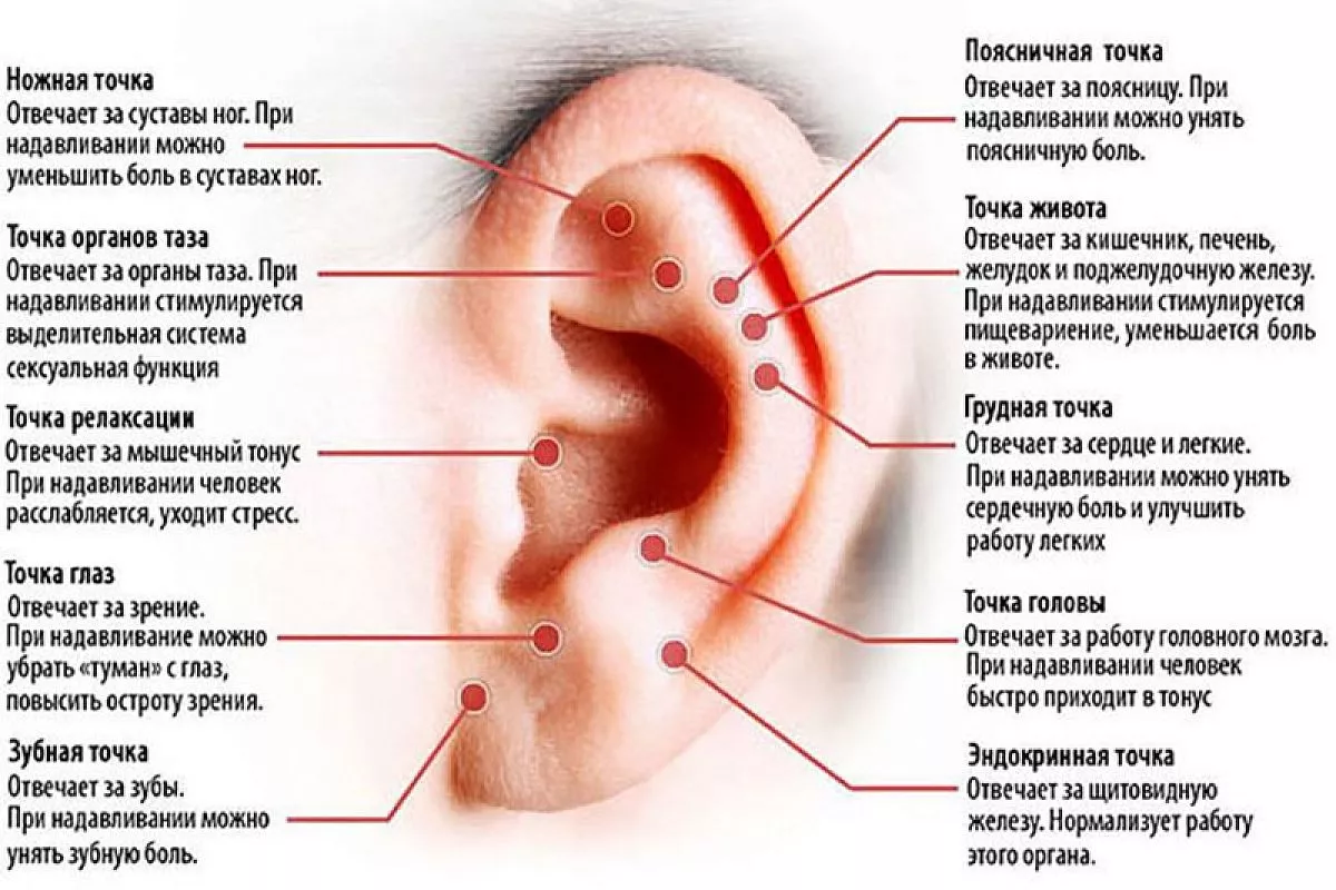 Болит челюсть при открытии с левой стороны. При надавливании щелкает. Биологические активные точки ушных раковин. При надавливании щелкает. Акупунктурные точки ушной раковины.