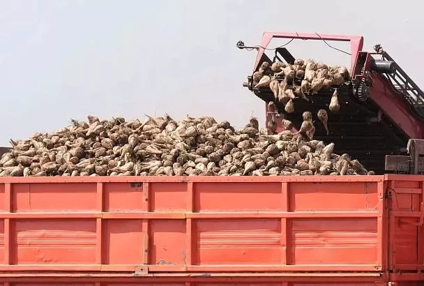 Битва за урожай: на Кубани продолжается уборка кукурузы, сахарной свеклы, подсолнечника, сои, овощей и плодово-ягодных культур