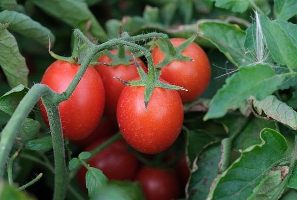 Азот и кальций: как по томатам определить дефицит и перенасыщение почвы этими элементами